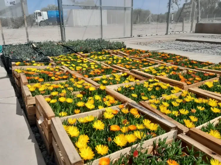 Illustrative image for the news: San Juan: Calidra Launches Native Flora Nursery in La Laja to Advance Industrial Site Environmental Restoration | Panorama Minero