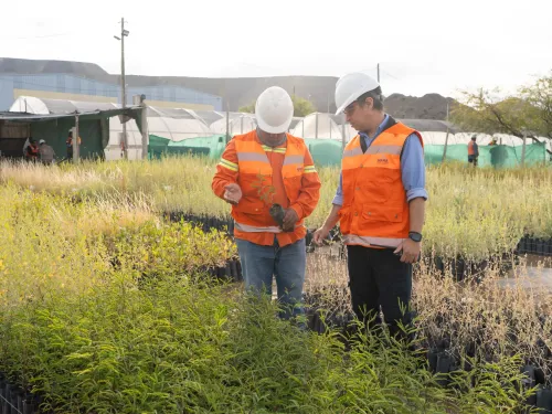 Illustrative image for the news: Alumbrera Mine Closure: MARA Surpasses 100 Hectares of Revegetation and Sets a New Environmental Benchmark | Panorama Minero