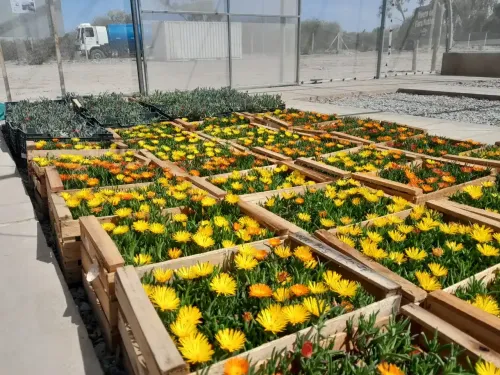 Illustrative image for the news: San Juan: Calidra Launches Native Flora Nursery in La Laja to Advance Industrial Site Environmental Restoration | Panorama Minero