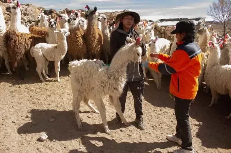 Imagen ilustrativa para el artículo: SSR Mining puna: alianza estratégica que potencializa una milenaria actividad cultural con los pueblos originarios
