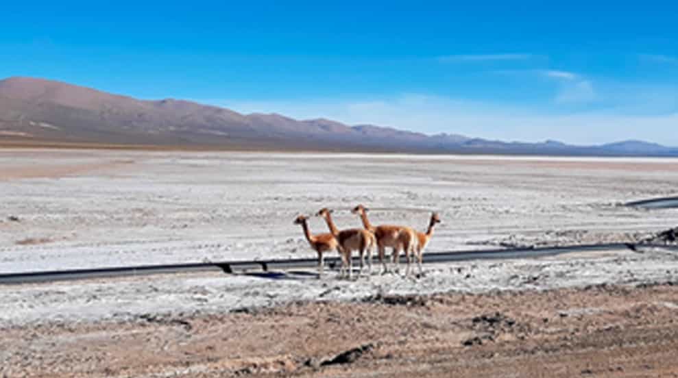 Manejo sostenible de vicuñas en Olaroz Chico