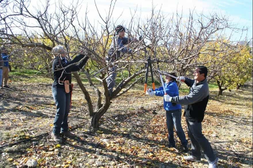 Minas Argentinas quintuplica el alcance del programa de apoyo a productores de membrillo de Jáchal