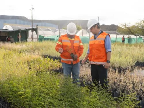 Illustrative image for the news: Alumbrera Mine Closure: MARA Surpasses 100 Hectares of Revegetation and Sets a New Environmental Benchmark | Panorama Minero