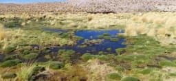 Imagen ilustrativa para la noticia: Minería y ambiente: avanzan tareas de revegetación en la Vega de Trapiche en Catamarca