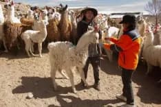 Imagen ilustrativa para la noticia: SSR Mining puna: alianza estratégica que potencializa una milenaria actividad cultural con los pueblos originarios | Panorama Minero