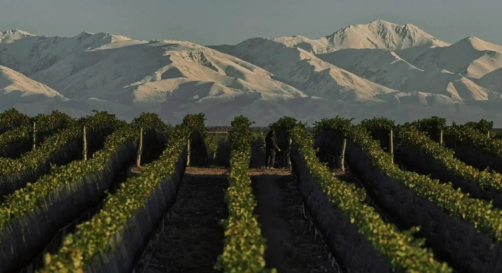 De la molienda al vino premium: Elecmetal y el modelo de grupos diversificados entre Chile y Mendoza