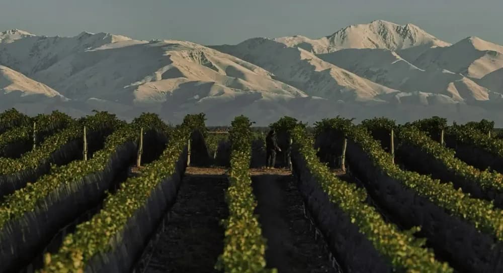 Illustrative image for the news: From Grinding Media to Premium Wine: Elecmetal and the Diversified Group Model Between Chile and Mendoza | Panorama Minero